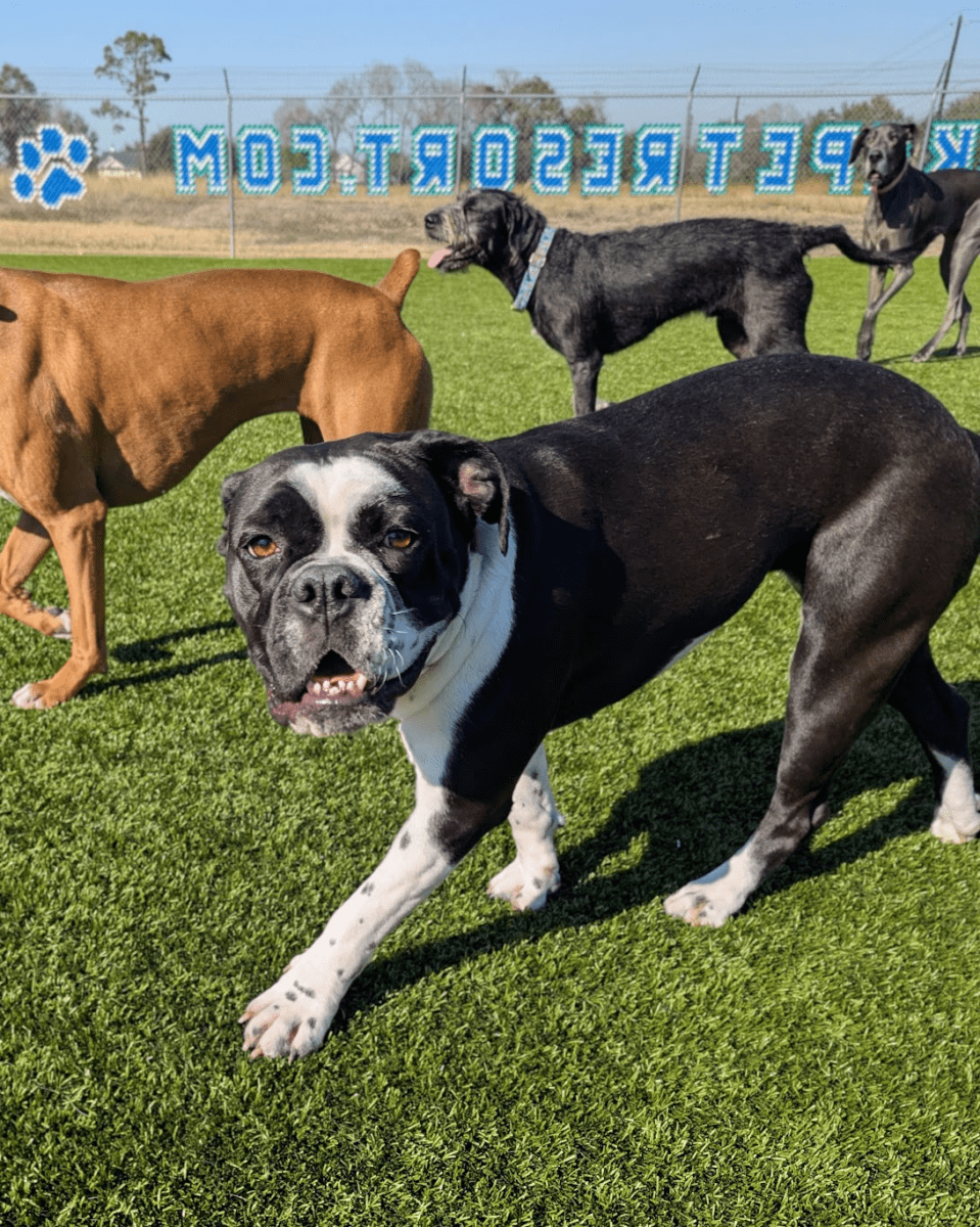 Premium Amenities for Your Dog’s Comfort & Security<br />

