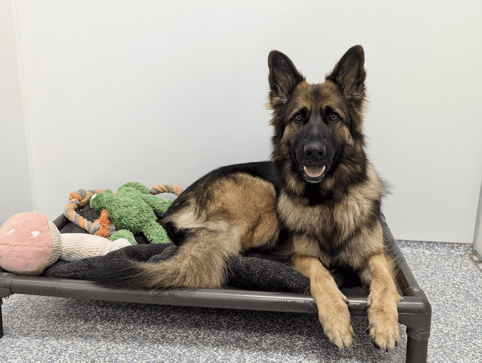 dog hotel houston with happy dog playing outdoors at meadowlake pet resort