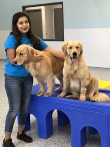 Dogs being cared for at Meadowlake Pet Resort