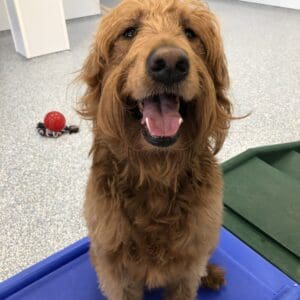 Happy dog at Meadowlake Pet Resort