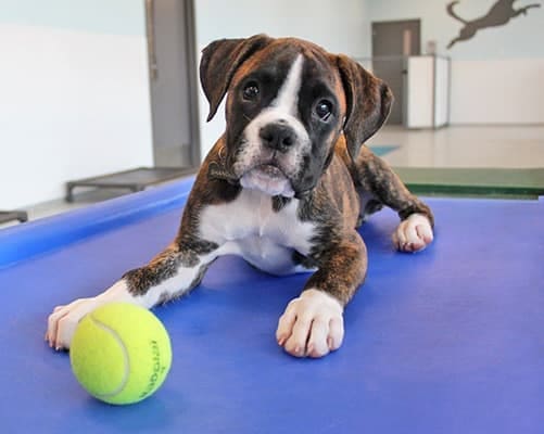 Puppy Training in Houston, TX at Meadowlake Pet Resort