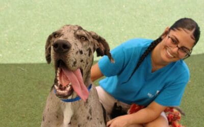 Why one-size-fits-all doesn’t apply to choosing a dog trainer