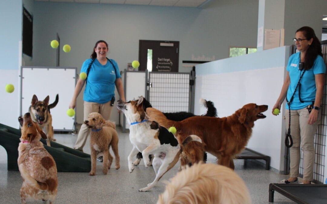 Use Doggie Daycare and Avoid Adding a Fur Kid to the Home School Curriculum