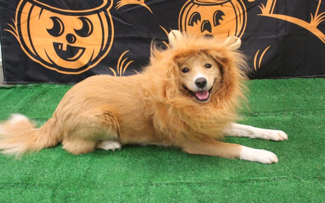 3 Ways Stress Free Boarding Can Be a Halloween Treat for Your Dog