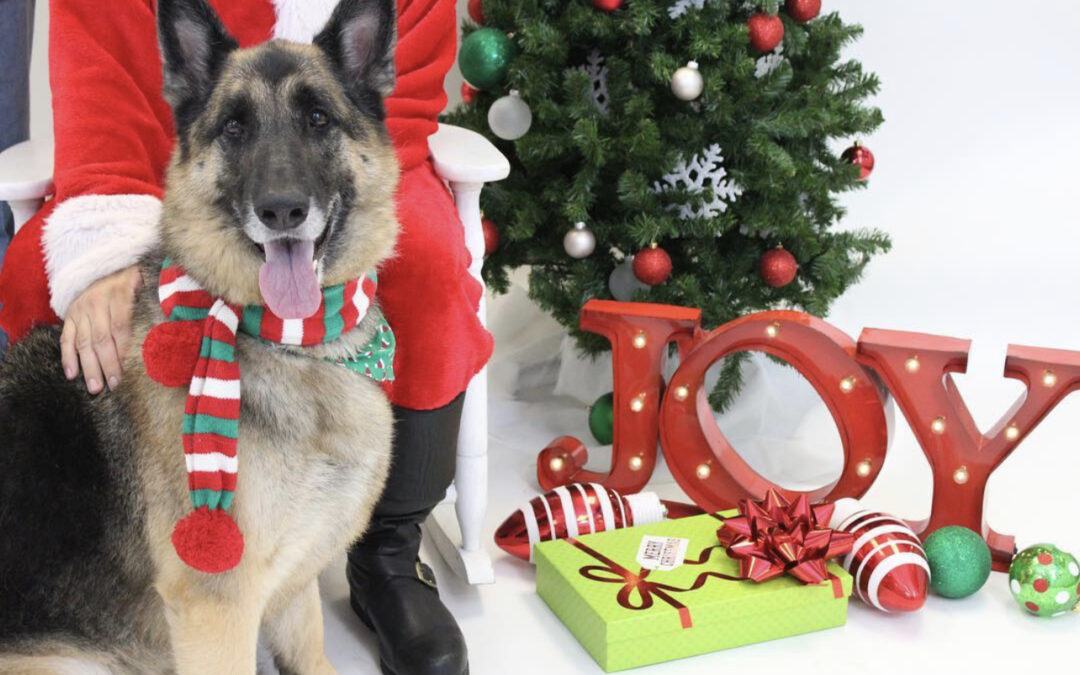 5 Festive Pet-Proofing Tips for the Holidays