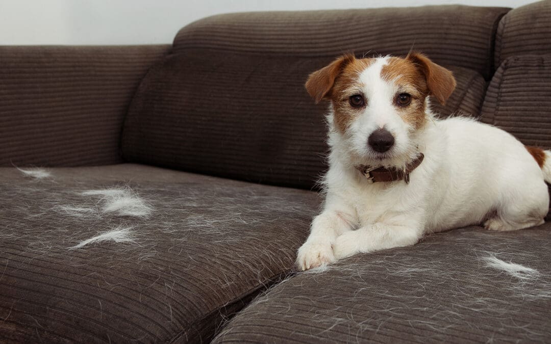 Why You Should Always Deshed Your Dog