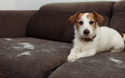 Why You Should Always Deshed Your Dog