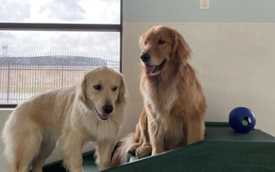 How to get your dog familiar with a boarding facility