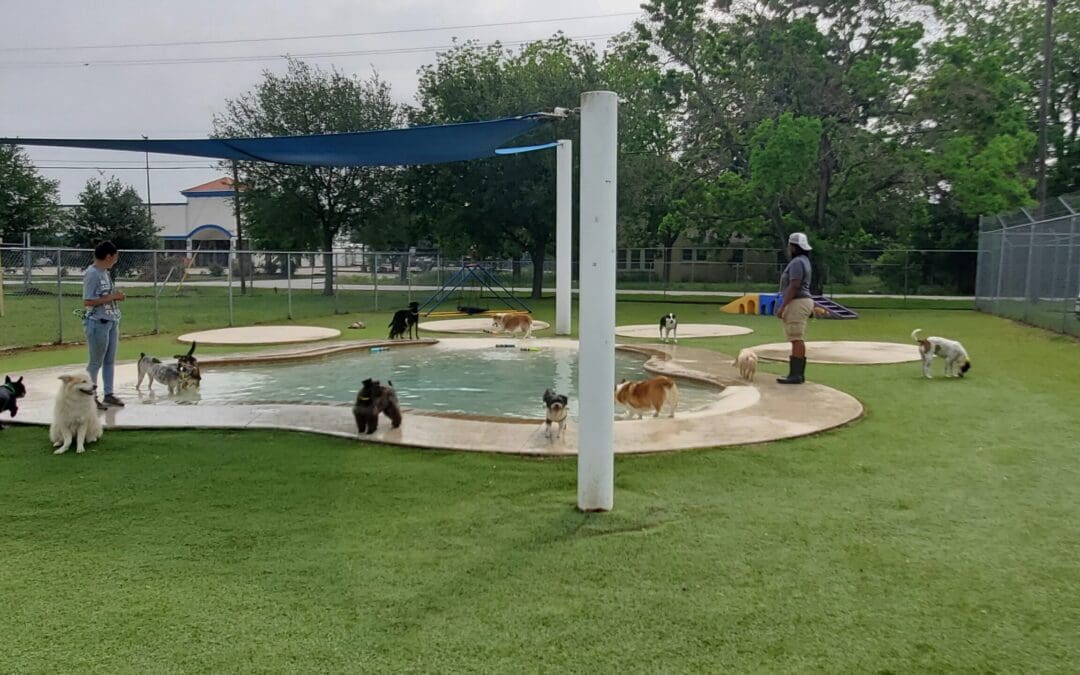 Hot Pavement, Hot Cars, Hot Dogs: Protect Those Paws with These 4 Summer Safety Tips for Dogs