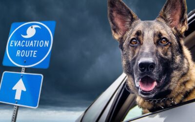 6 Tips on Boarding Your Pet During A Hurricane Evacutation