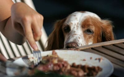 Top 10 Healthy Pet Treats Your Dog Will be Thankful For