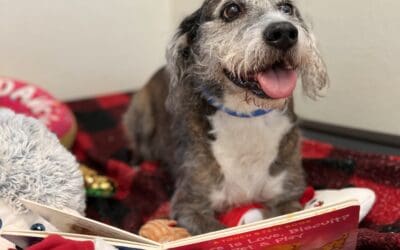 Give Yourself Peace of Mind This Holiday Season With Travel Tips for Your Pets