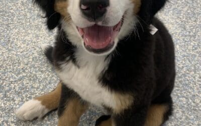The Top 3 Lessons Quality Puppy Training Teaches Pet Owners