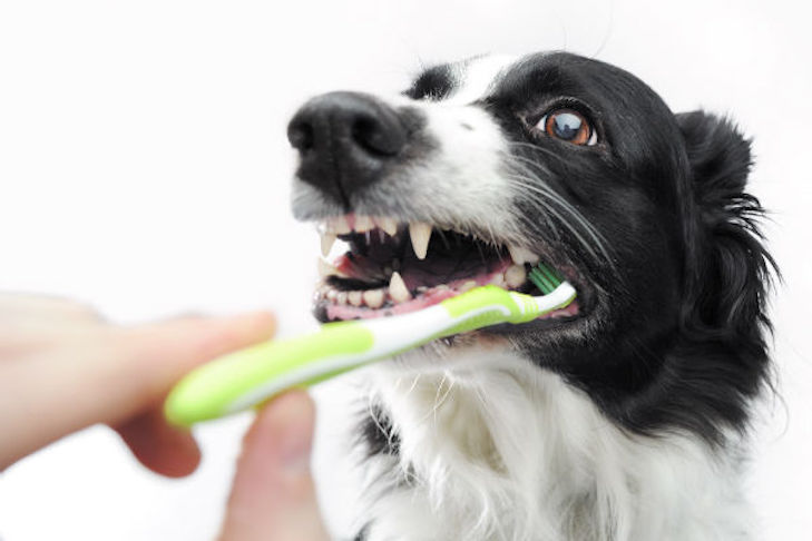 A Perfect Smile, Fresh Breath, and other Benefits of Routine Teeth Brushing for Dogs