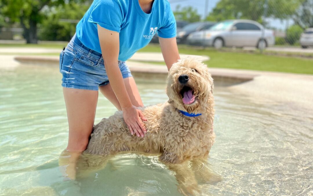 4 Cool Summer Safety Tips to Beat the Heat and Protect Your Pets