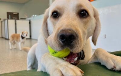 How Reputable Pet Resorts Develop Playgroups