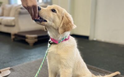 Tips for Leash Pulling