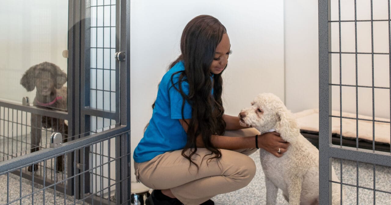 Award Winning Dog Boarding in Houston Meadowlake Pet Resort