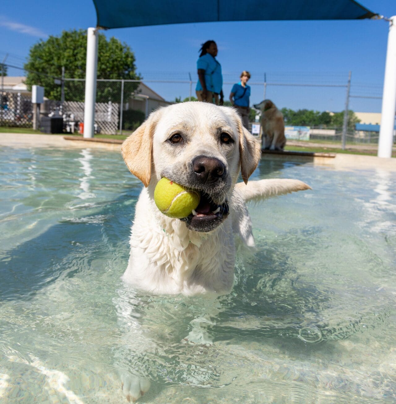 Award Winning Dog Boarding in Houston Meadowlake Pet Resort