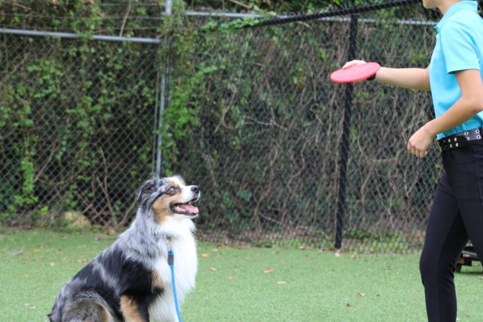 Expert Dog Training in Houston Meadowlake Pet Resort