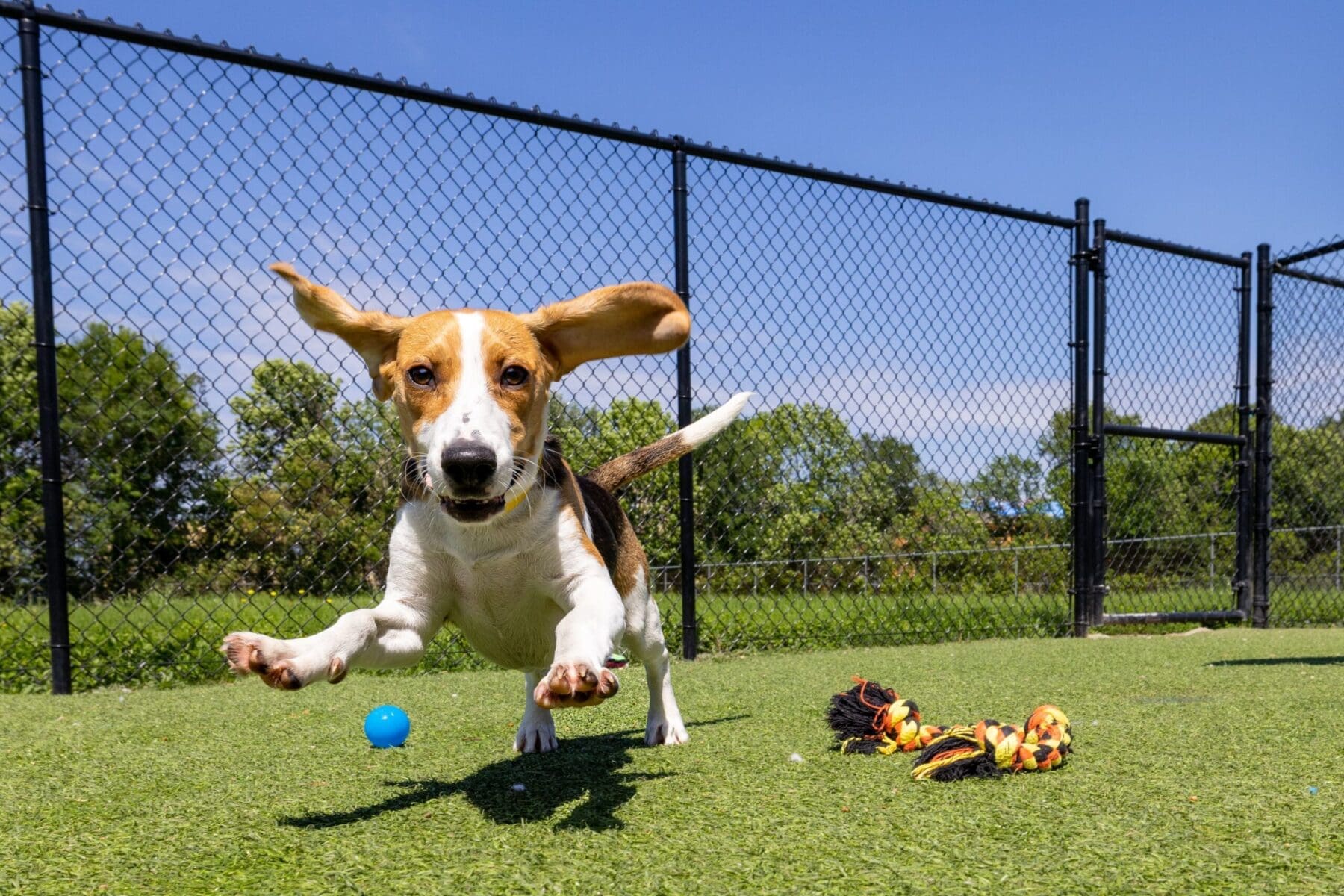 Meadow Lake Pet Resort
