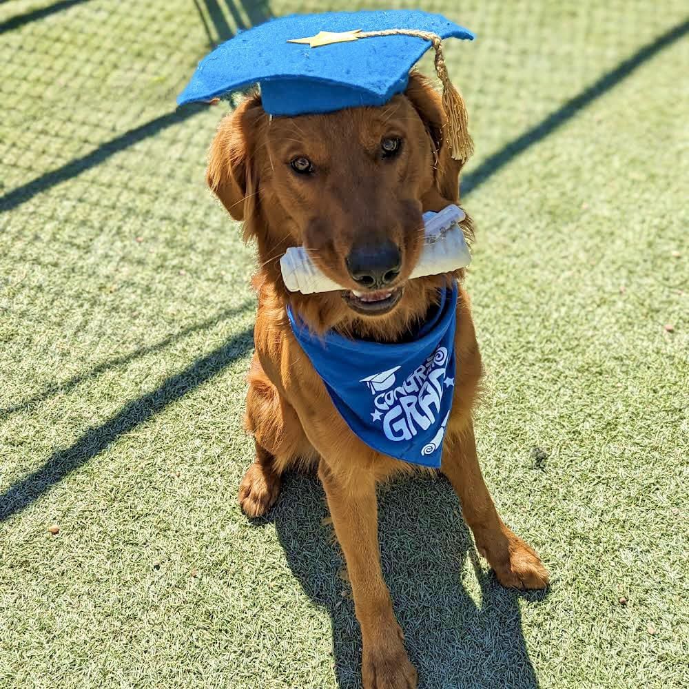 Dog training graduate