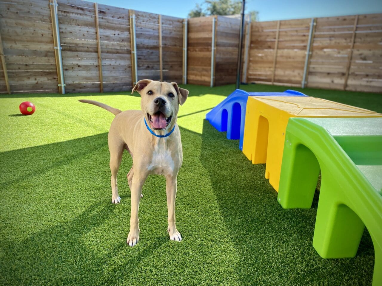 Award Winning Dog Boarding in Houston Meadowlake Pet Resort