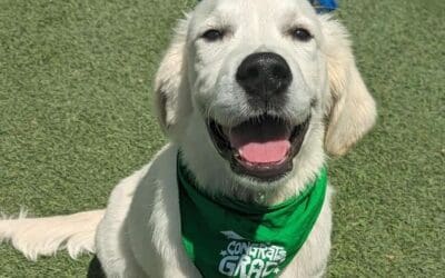 How To Ease Your Puppy Into a Positive Boarding Experience