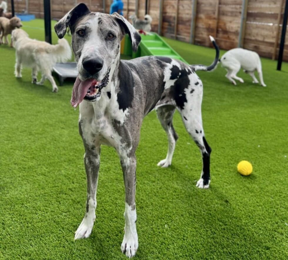 Award Winning Dog Boarding in Houston Meadowlake Pet Resort