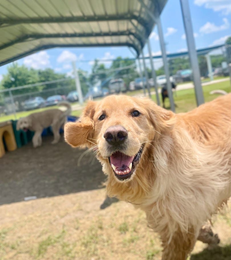 dog enjoying time outside at meadowlake