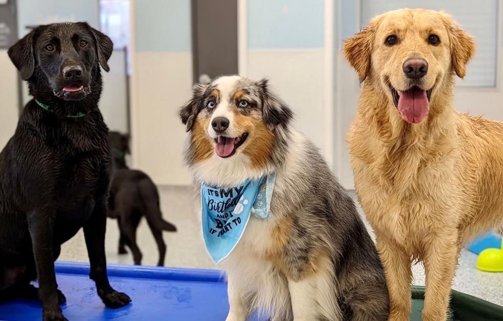 group of dogs at meadowlake