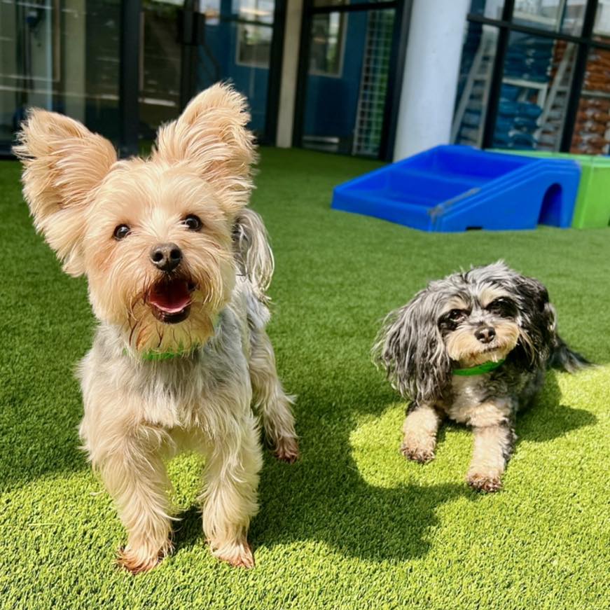 small dogs at meadowlake