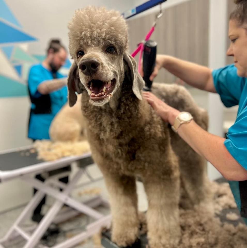 IMG_8920 dog grooming