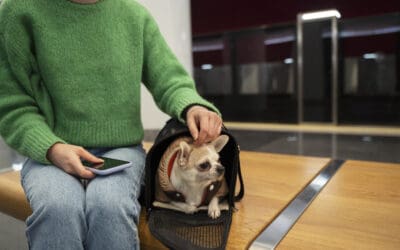 Leaving Your Pet Overnight for the First Time? Here’s How To Prepare