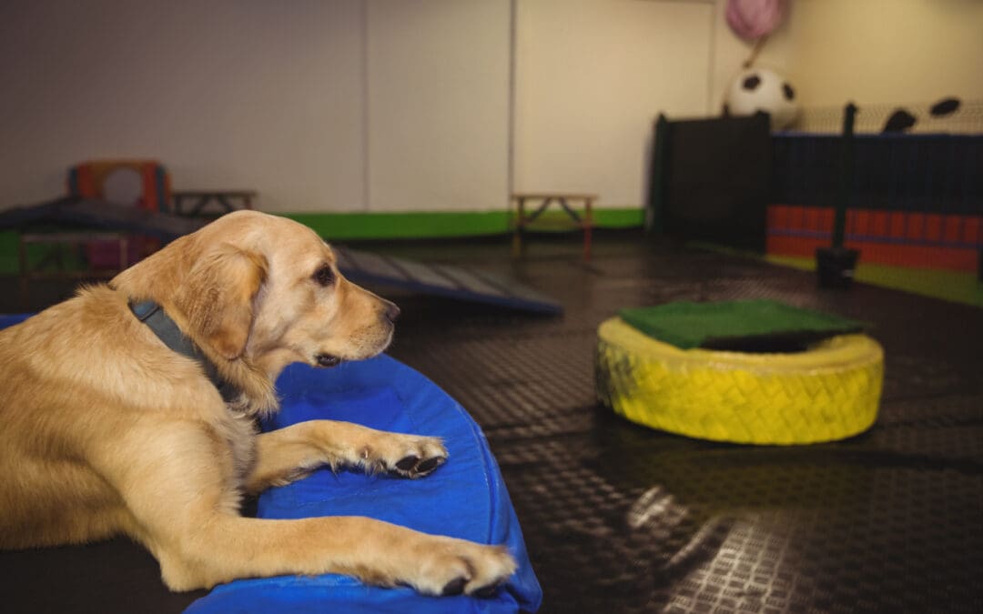 Luxury Dog Boarding: What Pet Parents Should Know