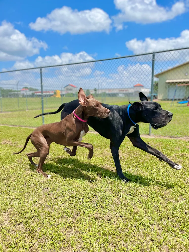 Premium Amenities for Your Dog’s Comfort & Security<br />
