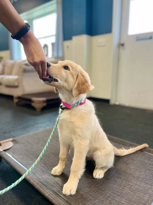 Boarding Process at Meadowlake Pet Resort