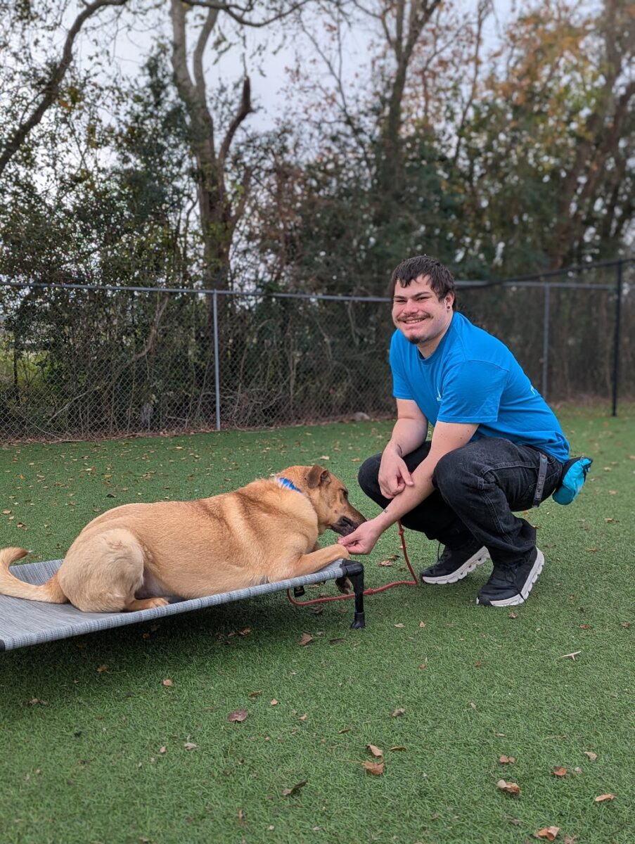 dog obedience training