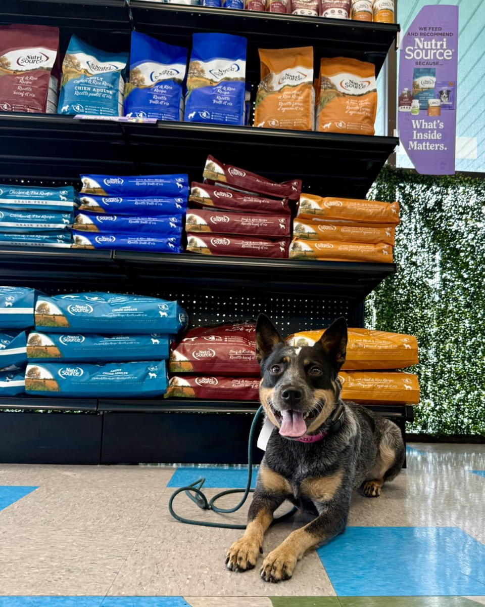 Dog waiting for dog treat. Pet Retail at Meadowlake Pet Resort.