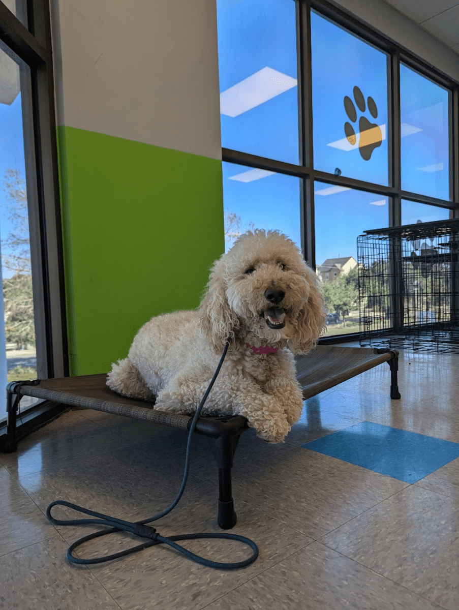 Puppy training graduate
