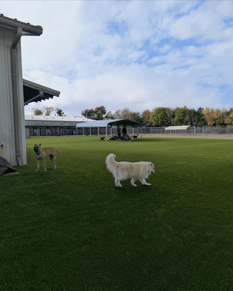 Dog Boarding & Pet Resort Services at Meadowlake 288 South