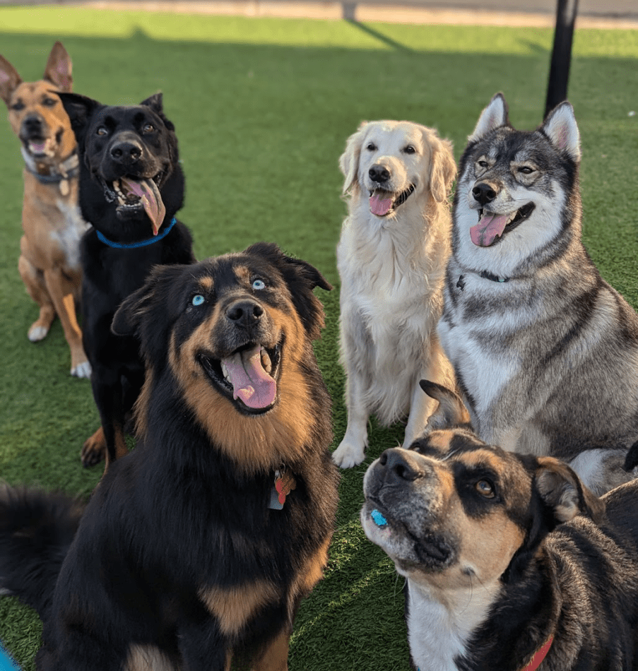 dogs enjoying outdoor time