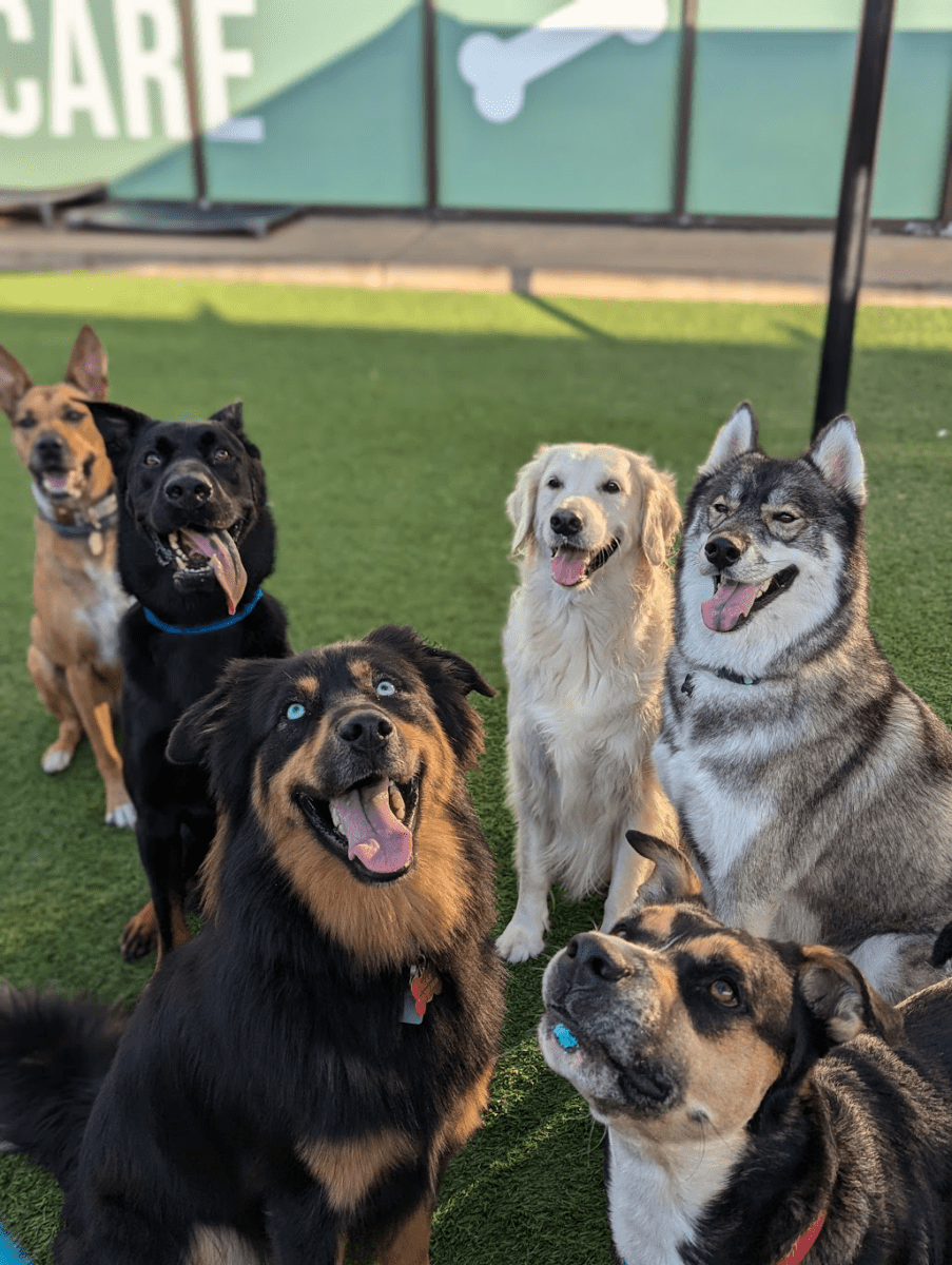 houston dog daycare indoor play area