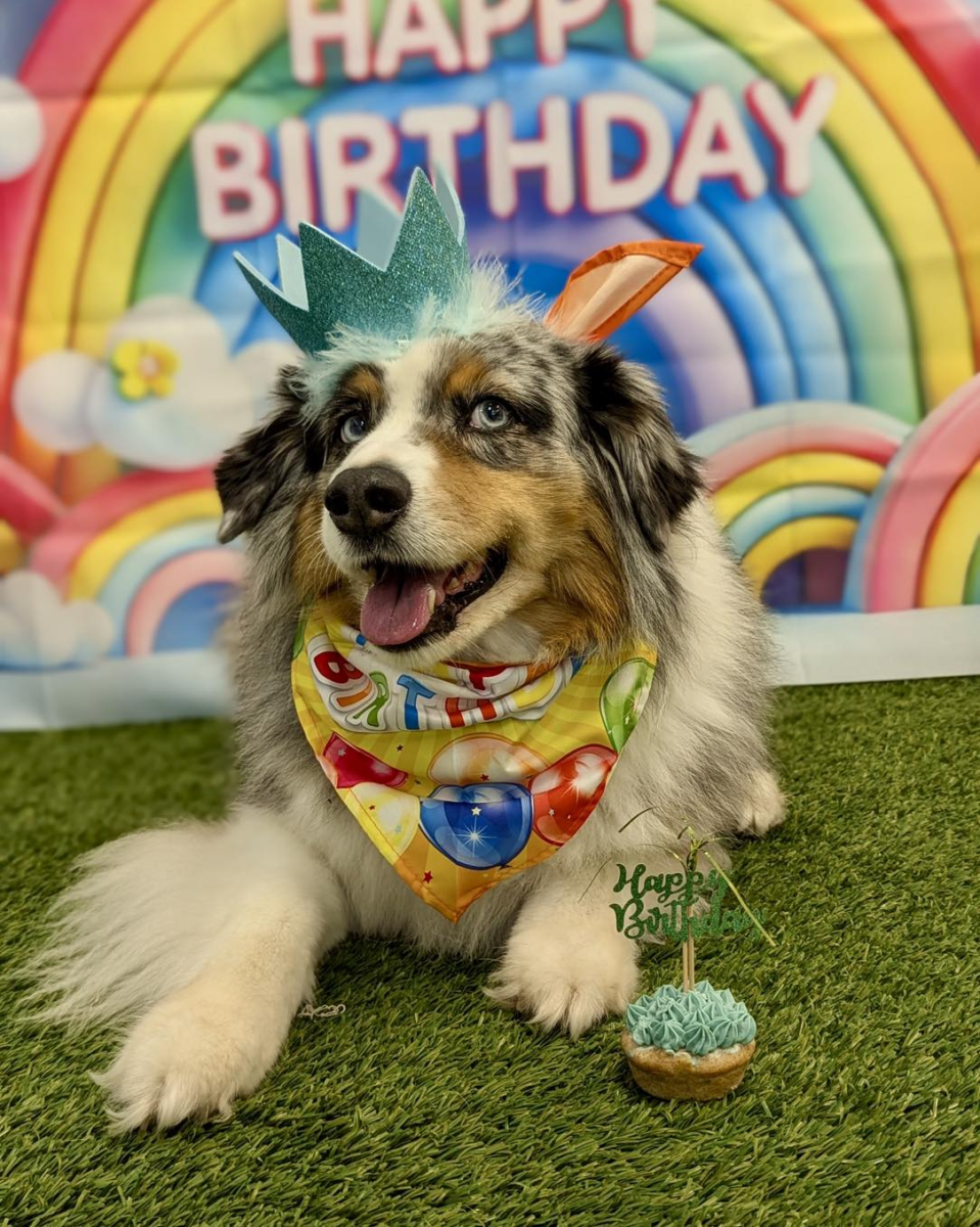 Free Dog Birthday Party