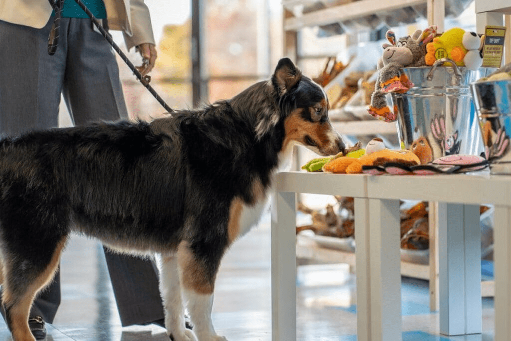 group of dogs at meadowlake