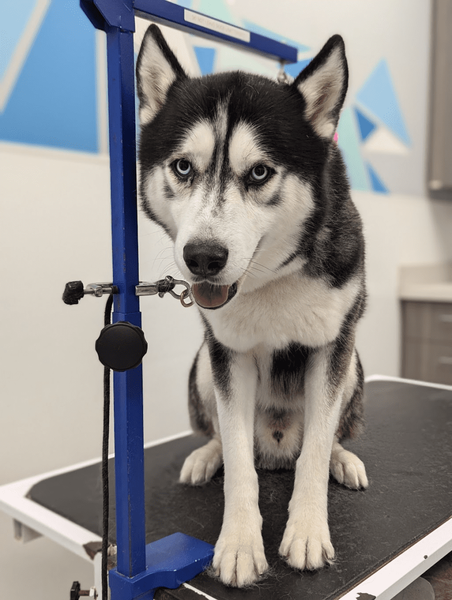 Small fluffy dog with a pink bow sitting on a grooming table at Meadowlake Pet Resort